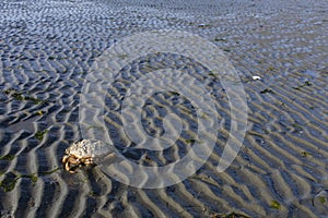 Washed Up Large Dead Crab