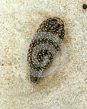 Washed Up Sea Slug