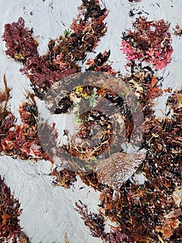 Washed up seaweed and sponge at Nene Valley