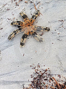 Washed Up Seven Armed Starfish