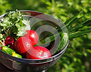 Washed vegetables in sieve