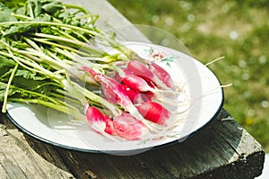 Washedup garden radish in a white bowl/washedup garden radish in a bowl on an old wooden background