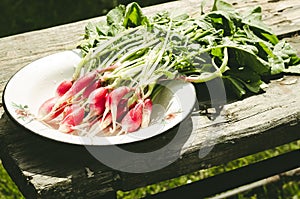 Washedup garden radish in a white bowl/washedup garden radish in a bowl on an old wooden background, selective focus