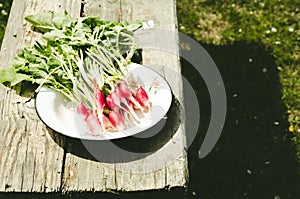 washedup radish in a white bowl/washedup garden radish in a bowl on an old wooden background, top view