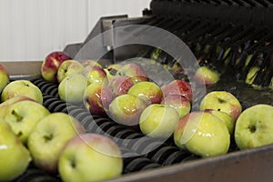 Washing apples in the fruit processing plant, close