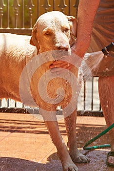 Washing big labrador dog