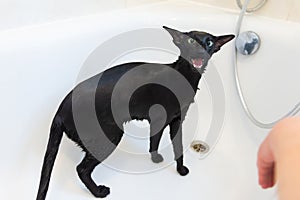Washing black funny cat in bath