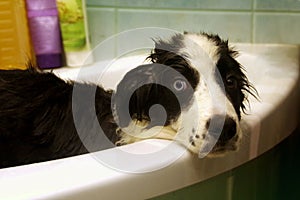 Washing of Border Collie