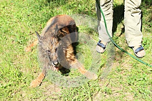 Washing brown and black dog - German Shepherd from mud