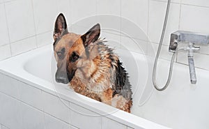 Washing and caring for German Shepherd dog in bathroom. Grooming dog at home. Sad wet Shepherd sits in bath and waits to be washed