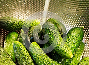 Washing cucumbers