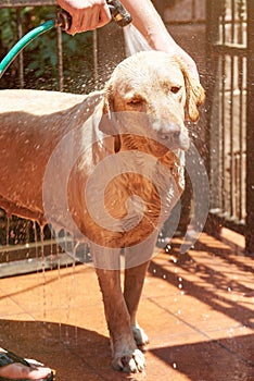 Washing cute labrador dog