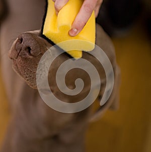 Washing A Dog