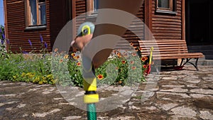 Washing the driveway under pressure, a man's hand under pressure sprays an aqueous solution on the sidewalk near the