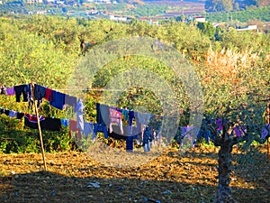 Washing drying in olive grove