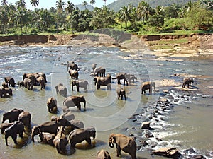 Washing elephants