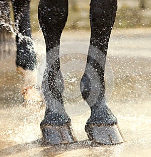 Washing of feet and hooves horse closeup