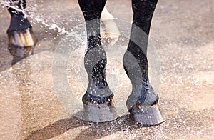 Washing of feet and hooves horse closeup