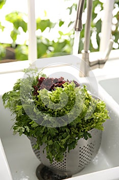 Washing fresh lettuce, parsley and dill in kitchen sink