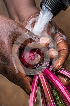 Washing freshly picked beetroot in water