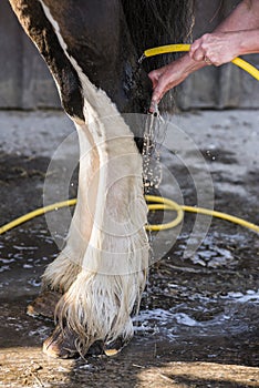 Washing horse legs