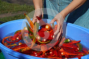 Washing of hot pepper with water