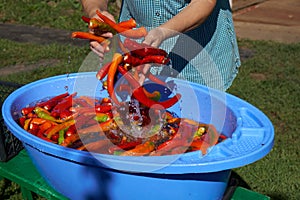 Washing of hot pepper with water