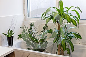 Washing indoor plants