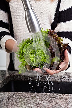 Washing lettuce