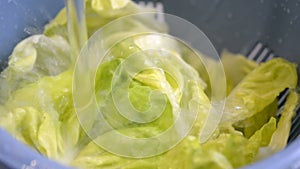 Washing lettuce leaves for salad