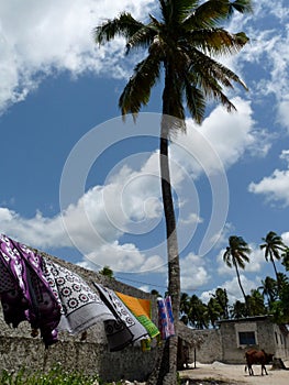 Washing line with kangas, palm tree and cow grazing, Jambiani Zanzibar