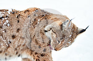 Washing Lynx with tongue on the white background