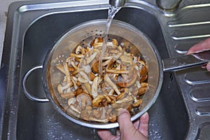 washing mushrooms under the faucet,wash edible wild mushrooms in a colander with water in the kitchen