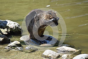 Washing Muskrat