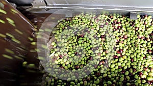 Washing olives with fresh water in olive oil mill