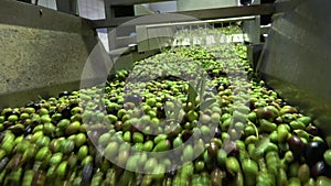 Washing olives in the olive mill