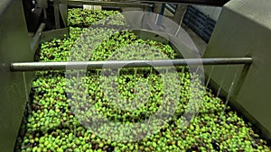 Washing olives in the olive mill