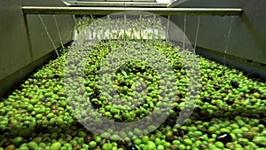 Washing olives in the olive mill