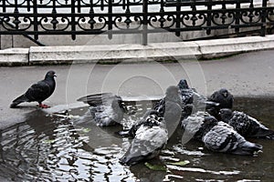 Washing Pigeons in Paris