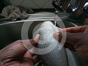 Washing a raw sea bream under the tal