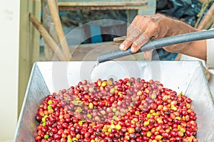 washing ripe coffee for pulping