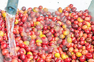 washing ripe coffee for pulping