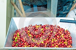 washing ripe coffee for pulping