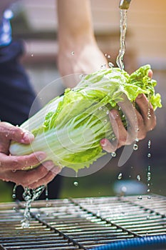 Washing under the clear water of green cabbage cabbage leaves in the kitchen, organic healthy food