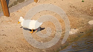 After washing in water, a white duck comes ashore.