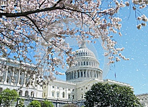 Washington Cherry Blossoms and Capitol April 2010