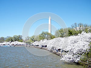 Washington Cherry Blossoms on shore of Tidal Basin 2010