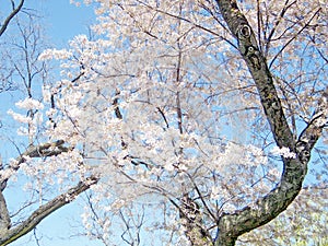 Washington cherry blossoms tree April 2010
