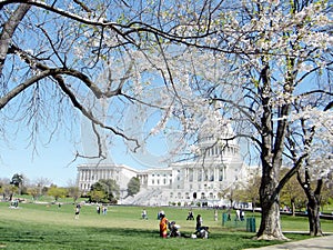 Washington cherry blossoms tree near Capitol April 2010