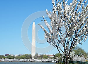 Washington Cherry Blossoms and Washington Monument 2010